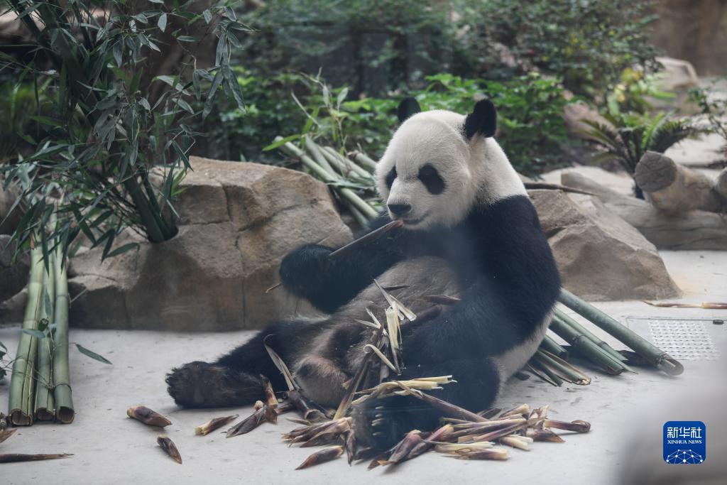 杰克棋牌大厅